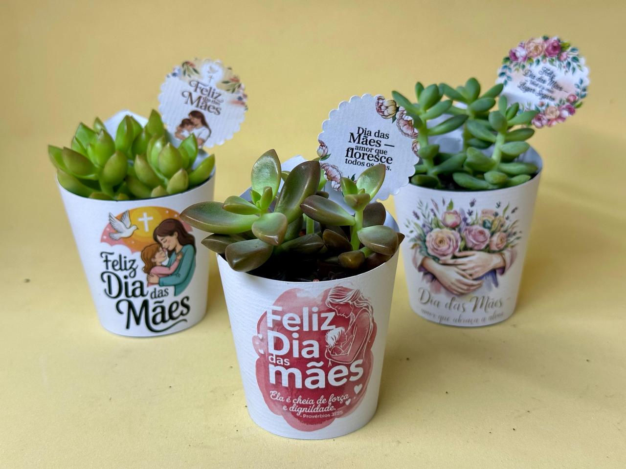 Suculenta com rótulo e pedrinhas decorativas