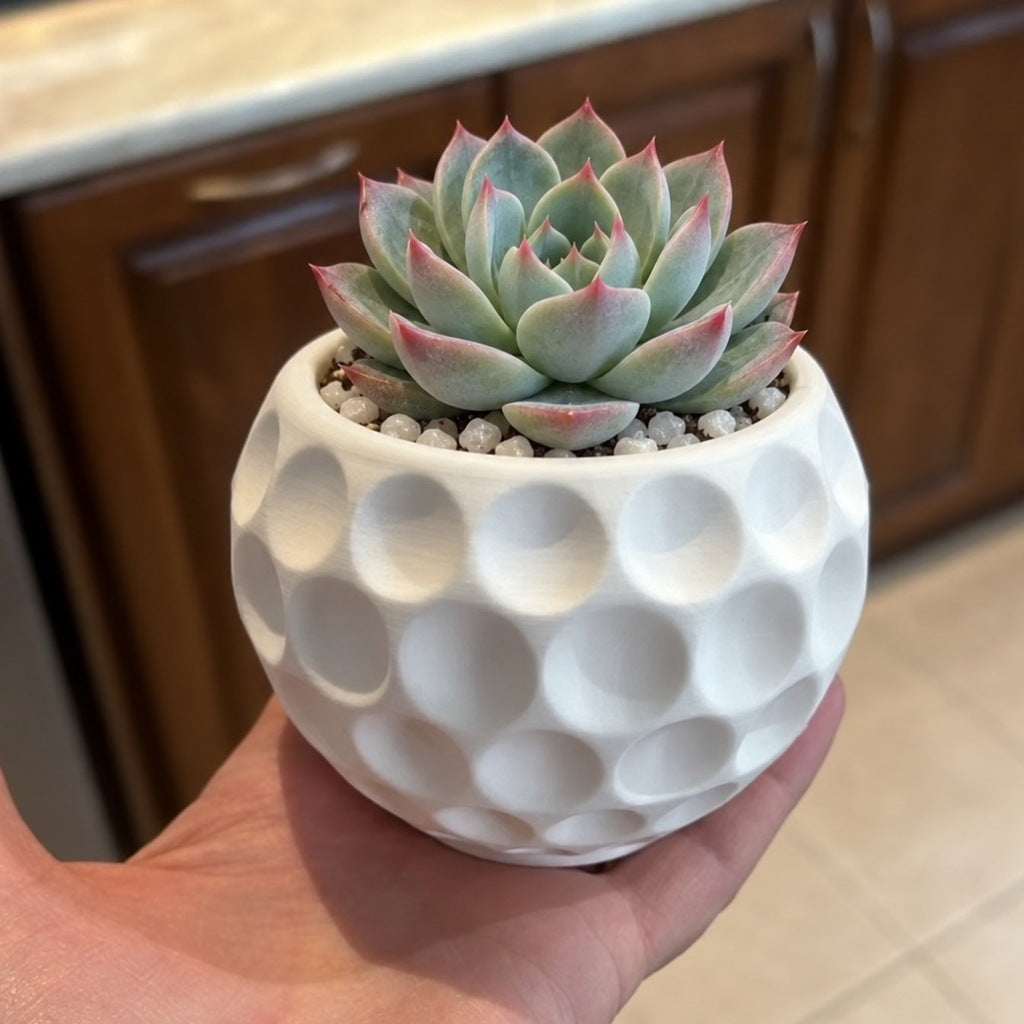 Vaso bola de golfe branco com suculenta, na mão