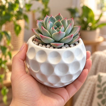 Mão segurando o vaso bola de golfe branco impresso em 3D com uma suculenta echeveria