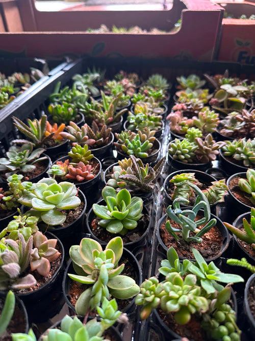 Mini suculentas naturais em vasinhos para lembrancinhas