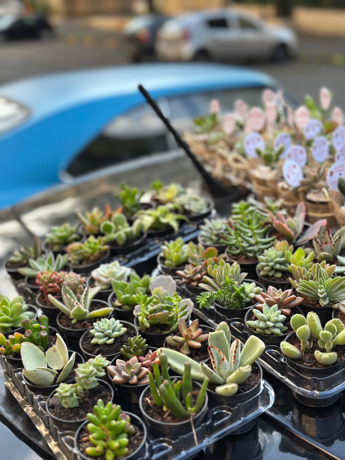 Suculentas naturais variadas em vasinhos para decoração e lembrancinhas