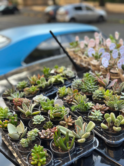 Suculentas naturais variadas em vasinhos para decoração e lembrancinhas