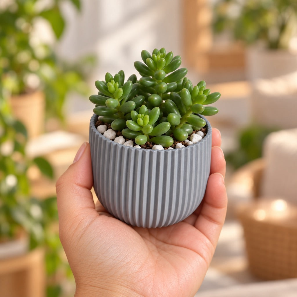 Mão segurando o vaso canelado cinza com uma suculenta sedum
