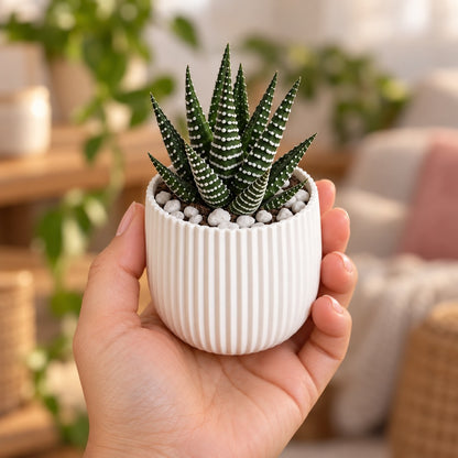 Mão segurando o vaso canelado branco com uma suculenta haworthia