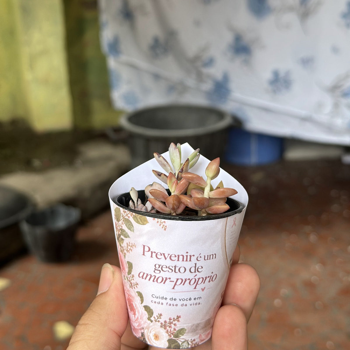 Suculenta de Outubro Rosa na mão, com rótulo Prevenir é um gesto de amor-próprio