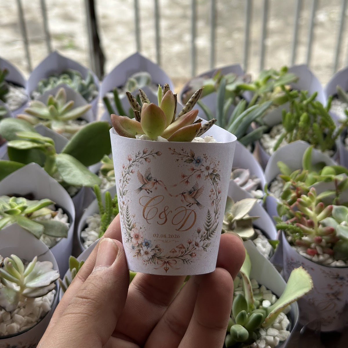 Lembrancinha de suculenta com rótulo personalizado e pedrinhas brancas na mão, para ver o tamanho real