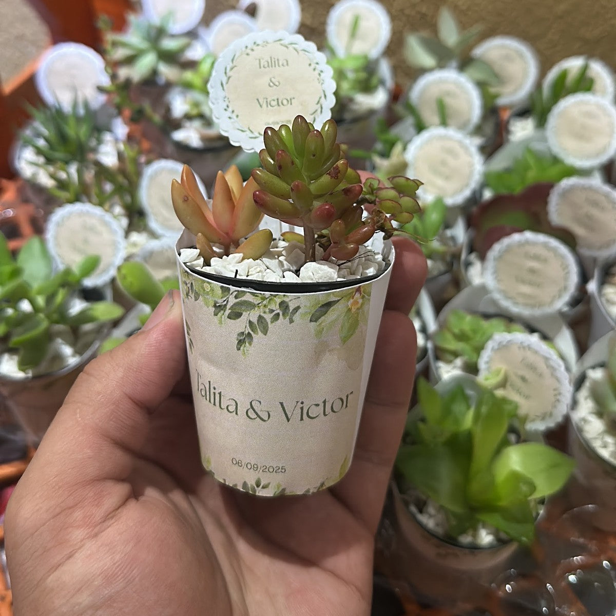 Lembrancinha de suculenta com rótulo e tag personalizados na mão, com o lote do pedido ao fundo