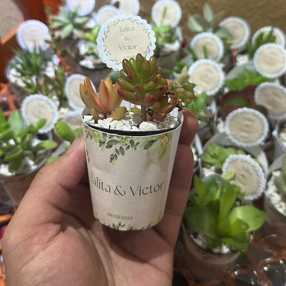 Lembrancinha de suculenta com rótulo e tag personalizados na mão, com o lote do pedido ao fundo