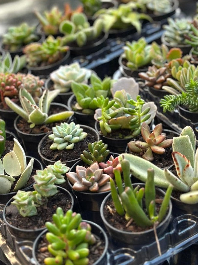 Variedades de mini suculentas naturais em vasinho preto, sem rótulo