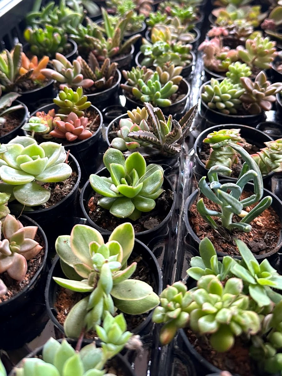Mini suculentas naturais em vasinho, sem rótulo, na bandeja da bancada do ateliê