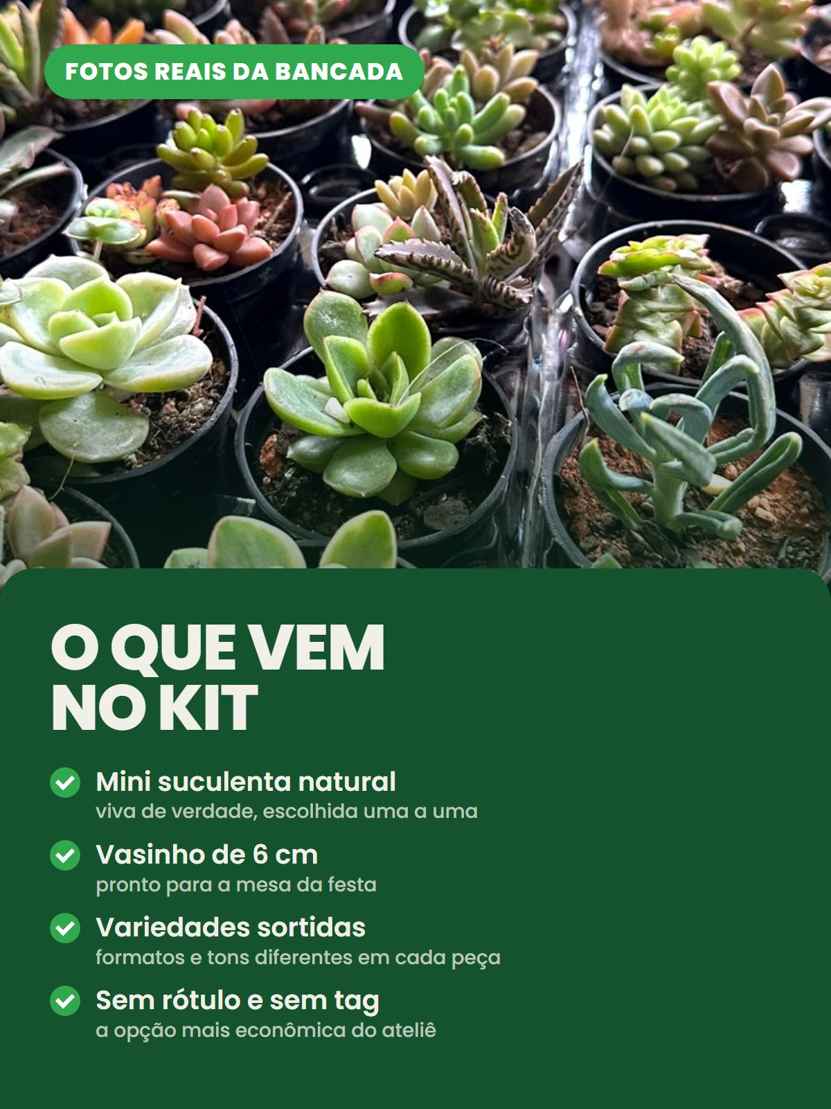 O que vem no kit: mini suculenta natural, vasinho de 6 cm, variedades sortidas, sem rótulo e sem tag