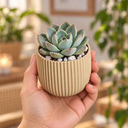 Mão segurando o vaso canelado bege impresso em 3D com uma suculenta echeveria